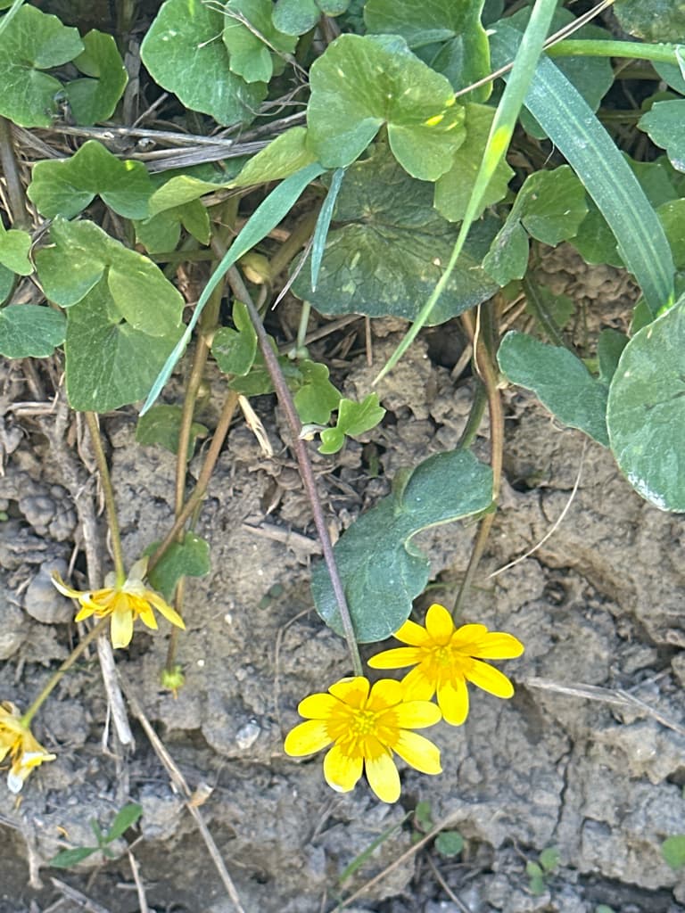 Ficaire : fleurs sur un talus terreux