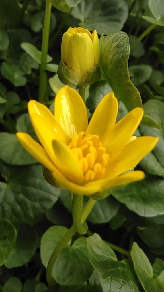 Ficaire : bouton et fleur entrouverte aux nombreuses étamines