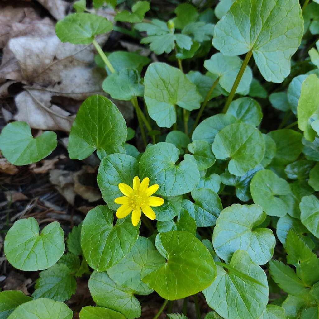 Ficaire : feuilles arrondies en cœur, glabres et luisantes