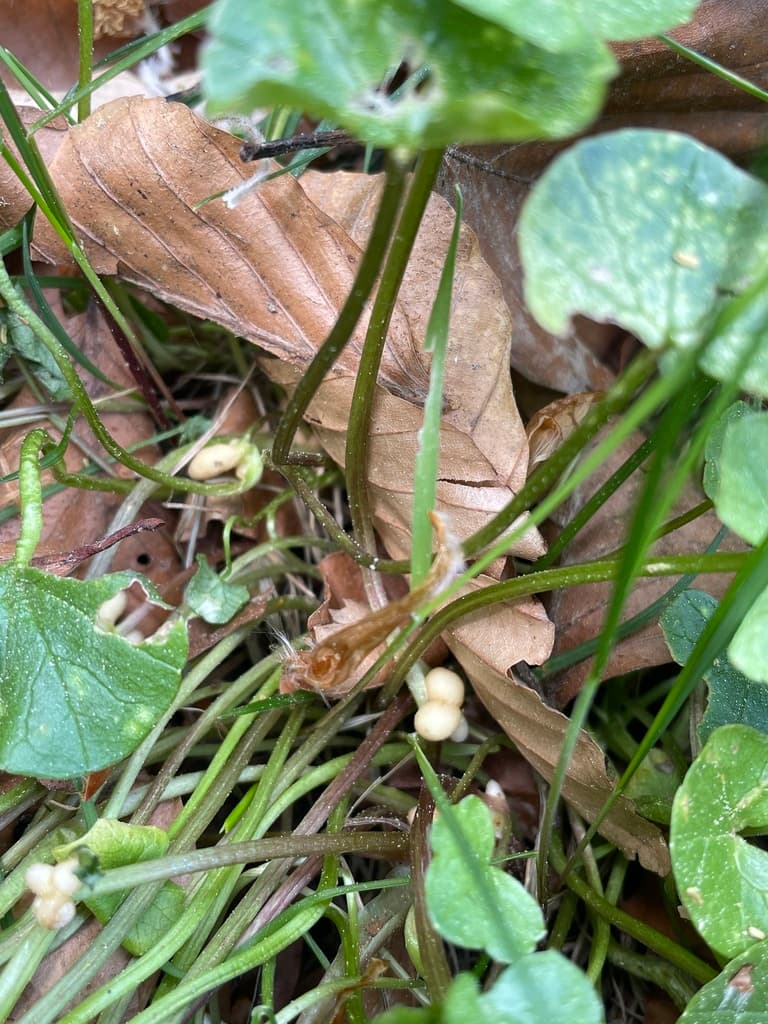 Ficaire : bulbilles blanchâtres à la base des pétioles