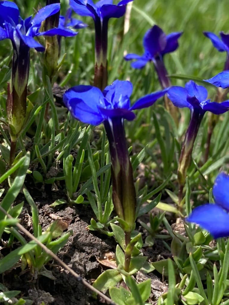 Gentiana verna - photo