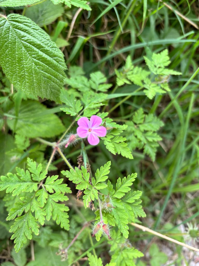 Herbe à Robert : feuilles très découpées