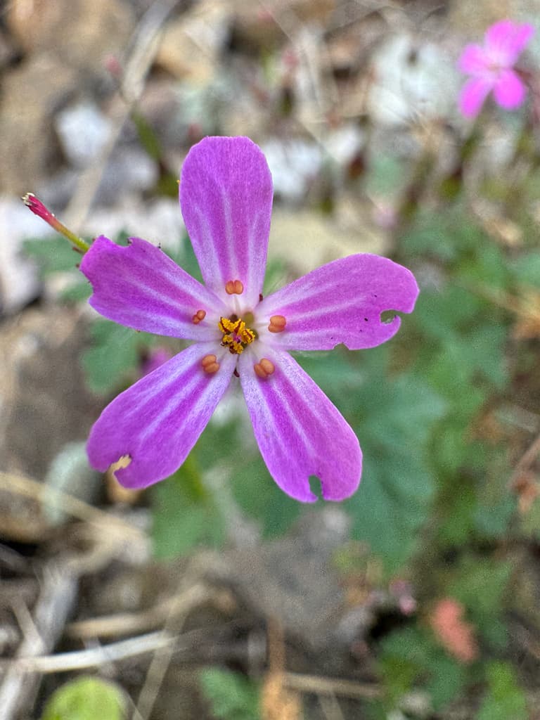 Herbe à Robert : fleur rose à cinq pétales striés