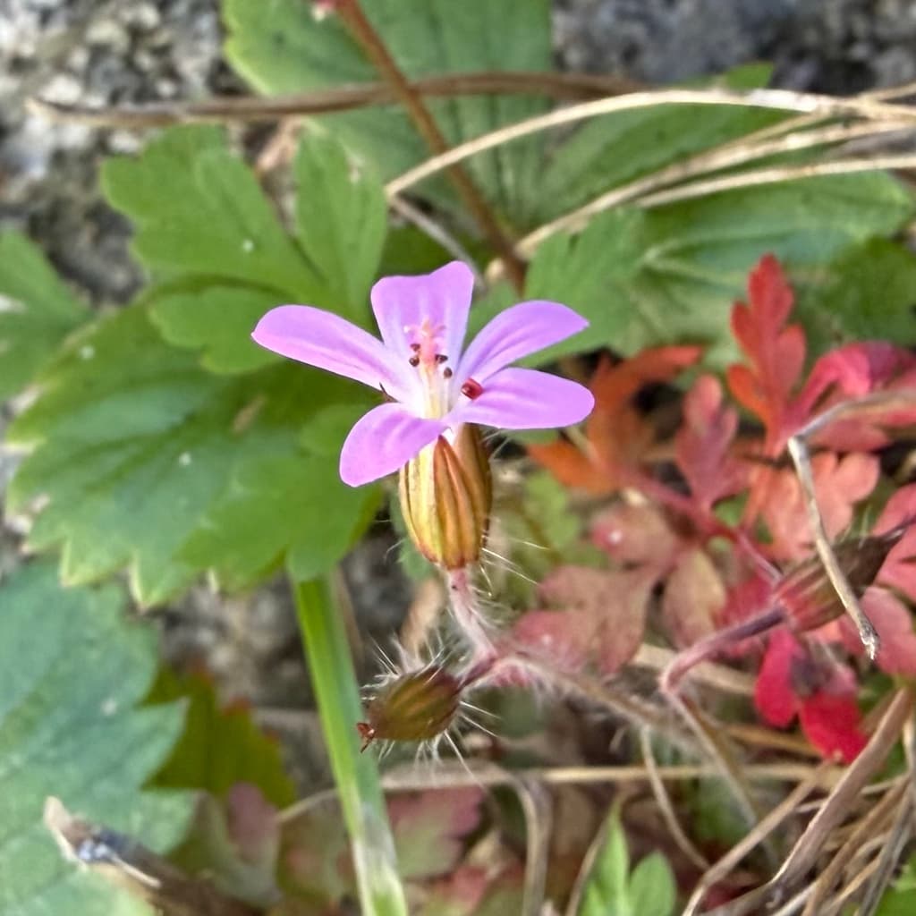 Herbe à Robert : fleur et calice velu