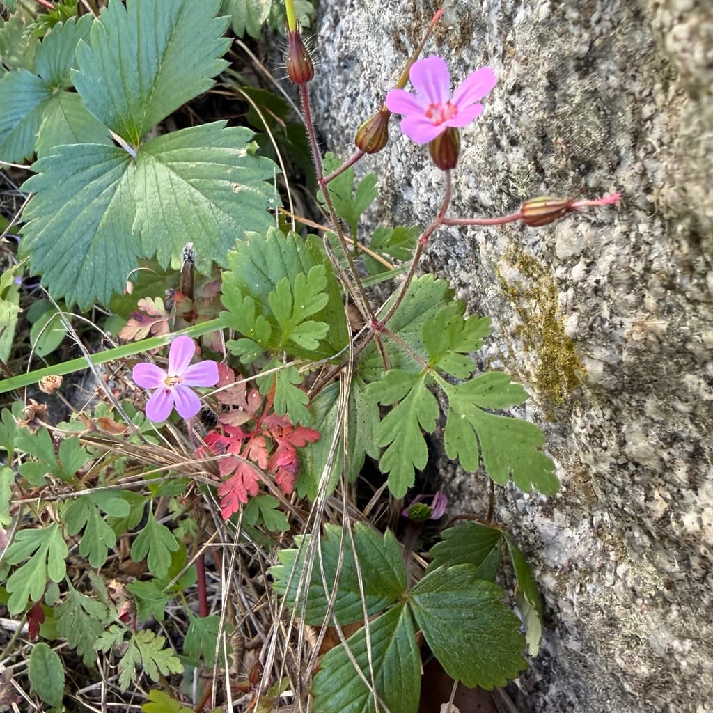 Herbe à Robert : fleurs roses contre un rocher
