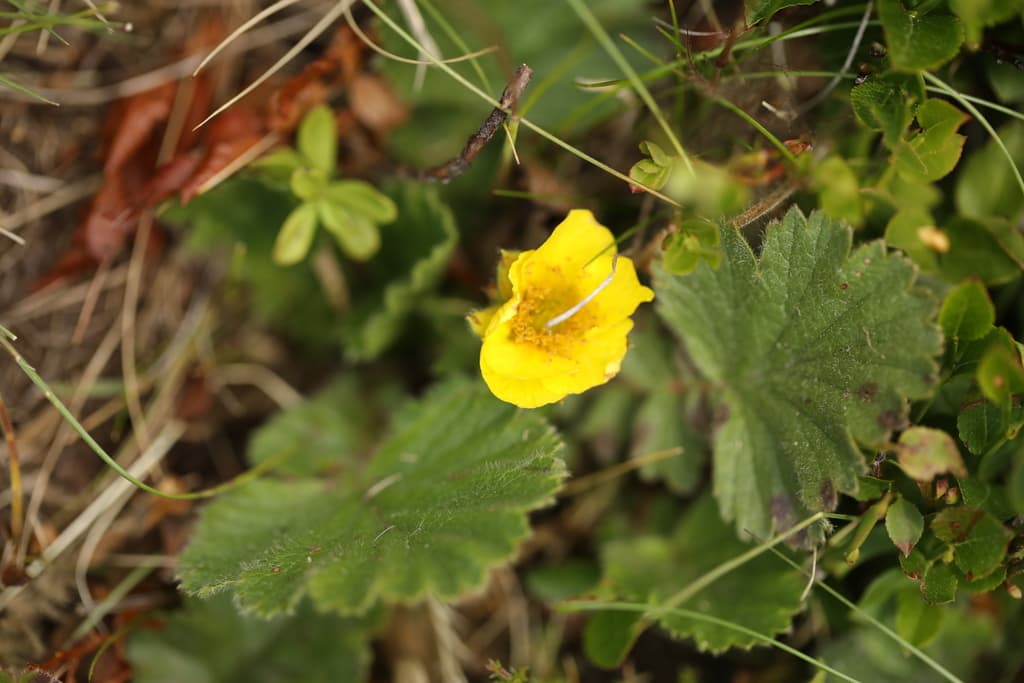 Geum montanum - photo
