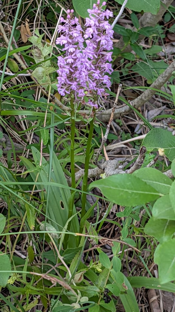 Gymnadenia conopsea - photo