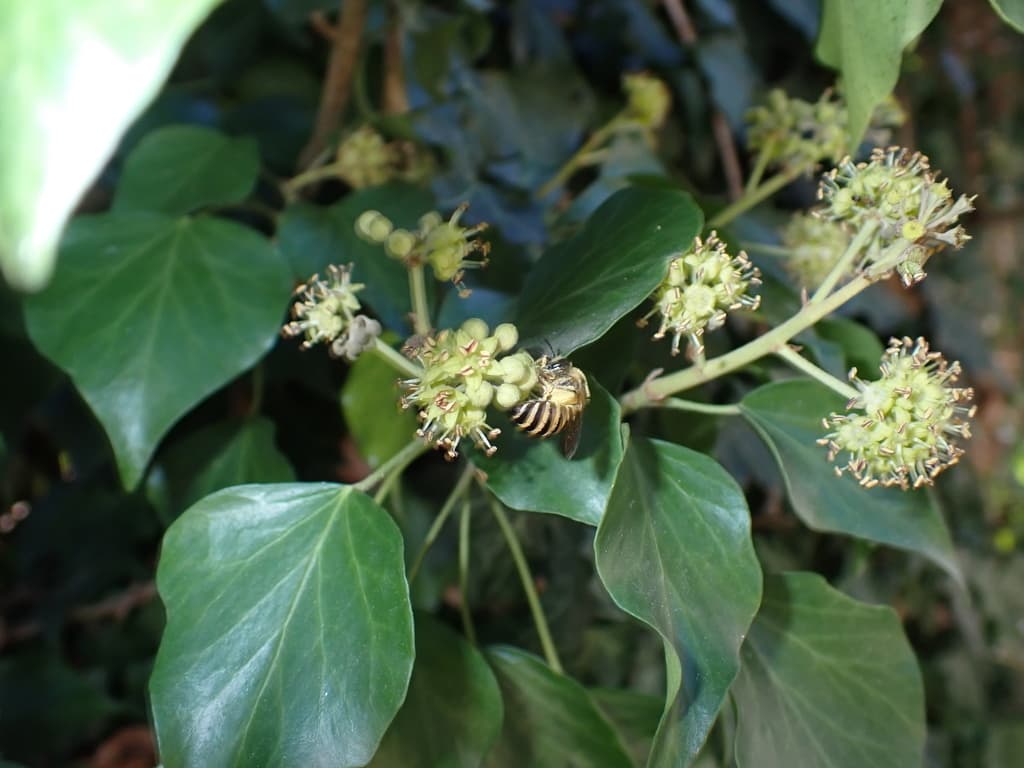 Lierre grimpant : ombelles de fleurs vert jaunâtre butinées par une abeille