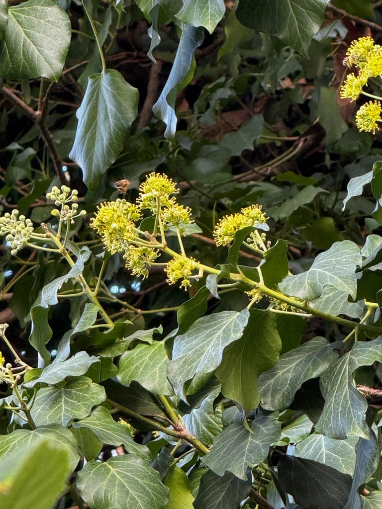 Lierre grimpant : rameaux fleuris aux feuilles entières