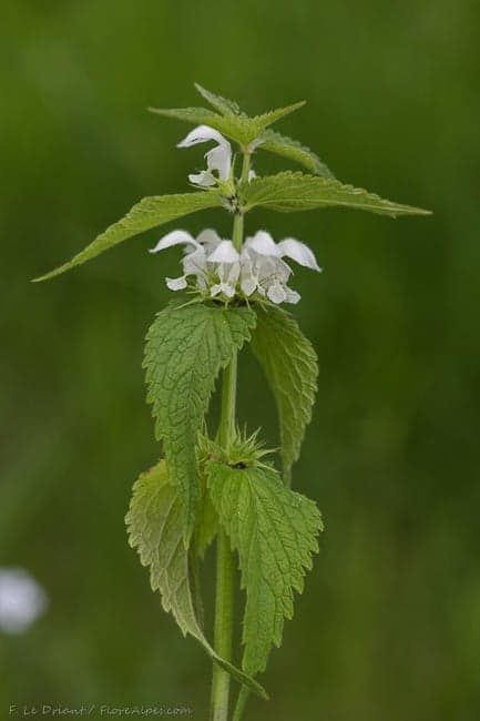 Lamier - photo 1