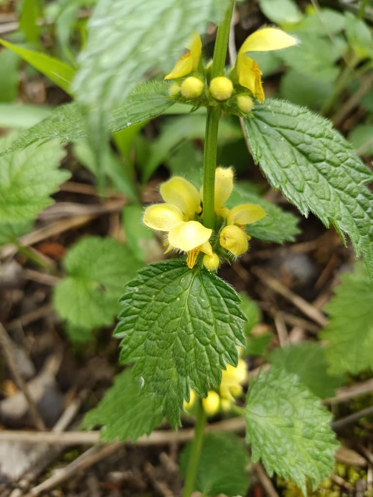 Lamier jaune : glomérules de fleurs jaunes à l'aisselle des feuilles