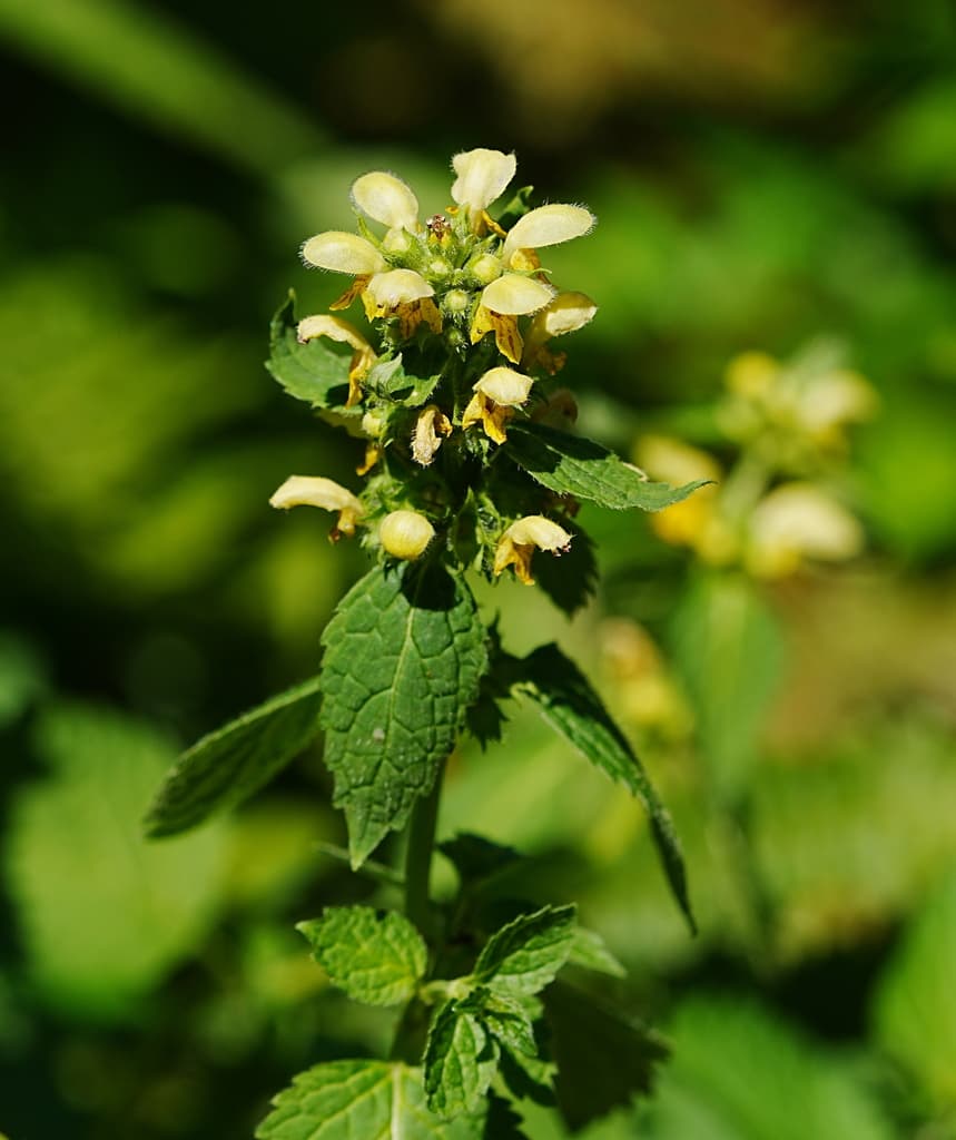 Lamier jaune : inflorescence aux fleurs jaune clair