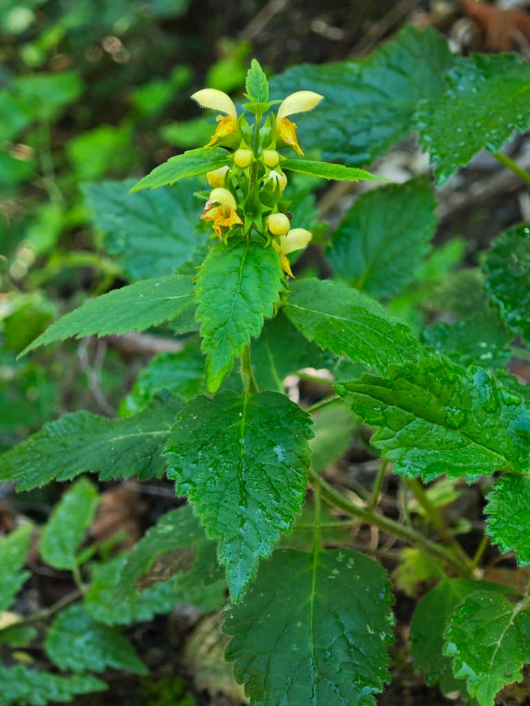 Lamier jaune : plante en fleur dans un sous-bois