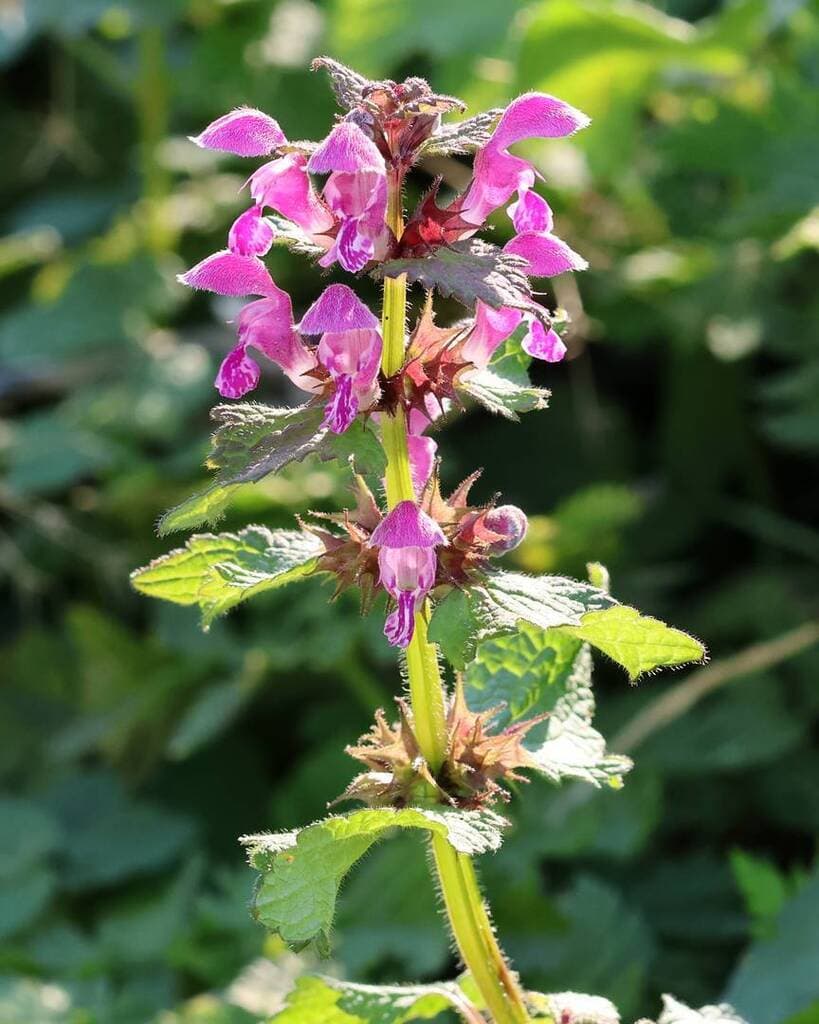 Lamier maculé : tige fleurie avec verticilles de fleurs roses