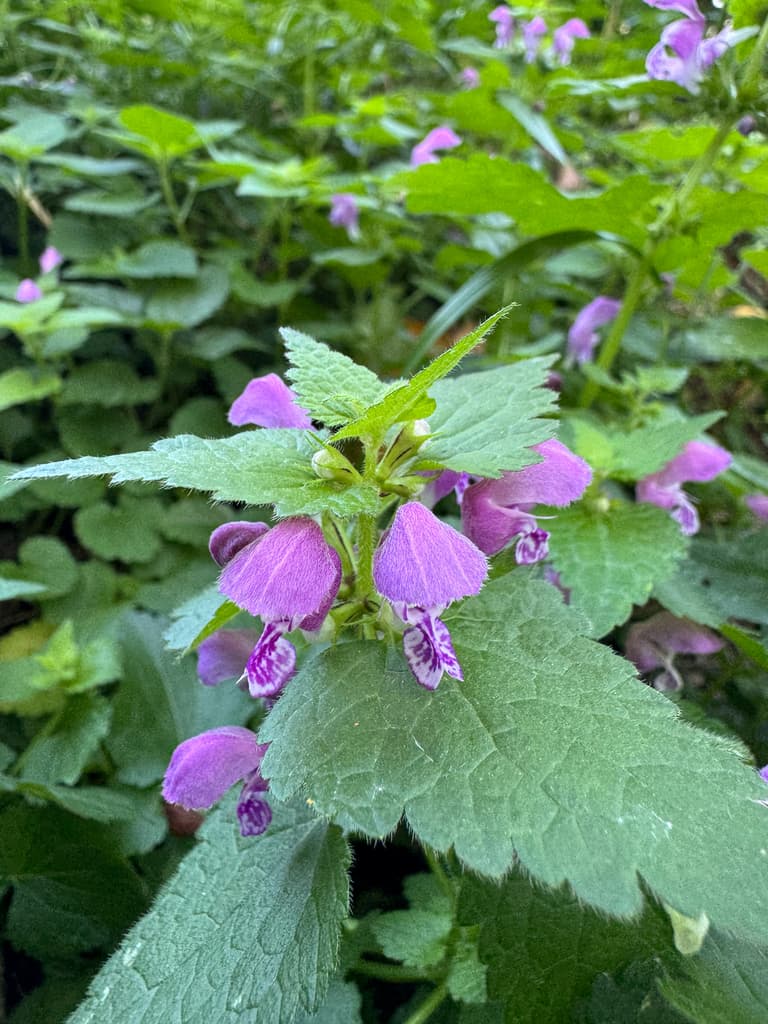Lamier maculé : fleurs roses à lèvre inférieure tachée de blanc