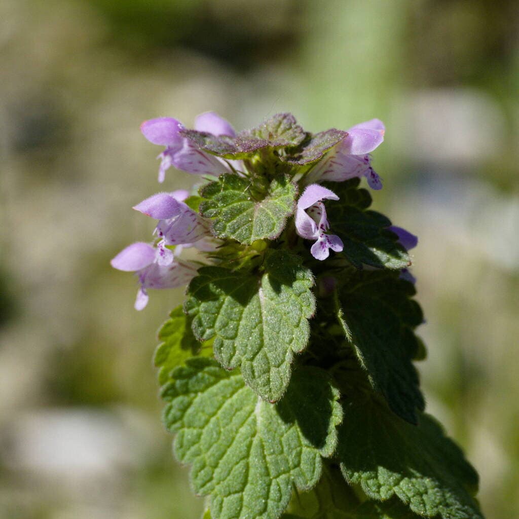 Lamier pourpre : sommet fleuri aux feuilles crénelées et gaufrées