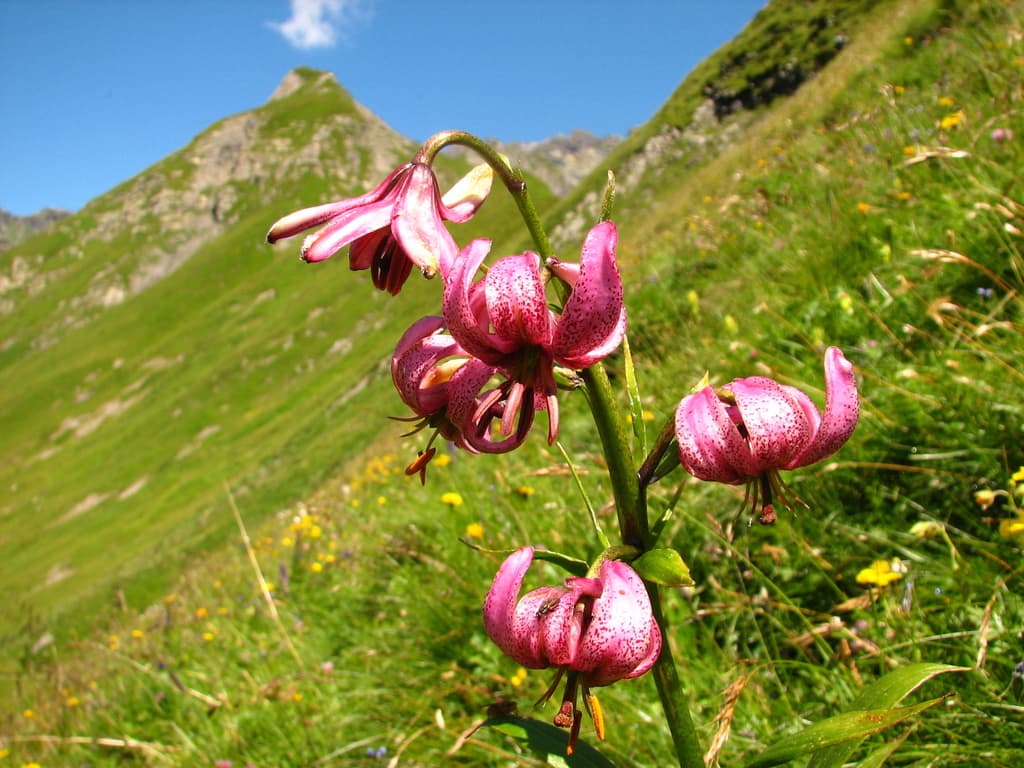 Lis martagon : inflorescence sur une pente de prairie alpine