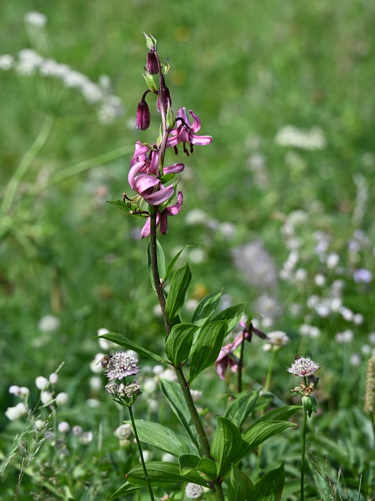 Lis martagon : plante entière dans une prairie fleurie