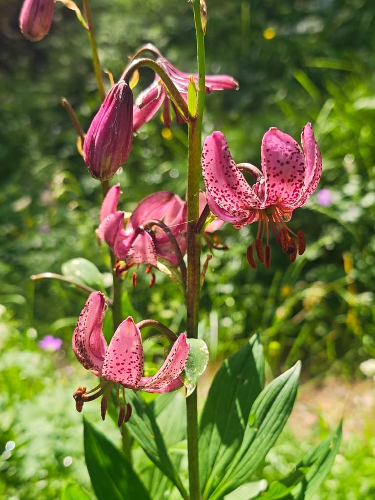 Lis martagon : fleurs roses mouchetées et boutons