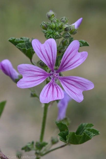 Mauve des bois - photo 1