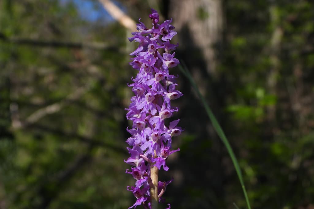 orchis_mascula - photo