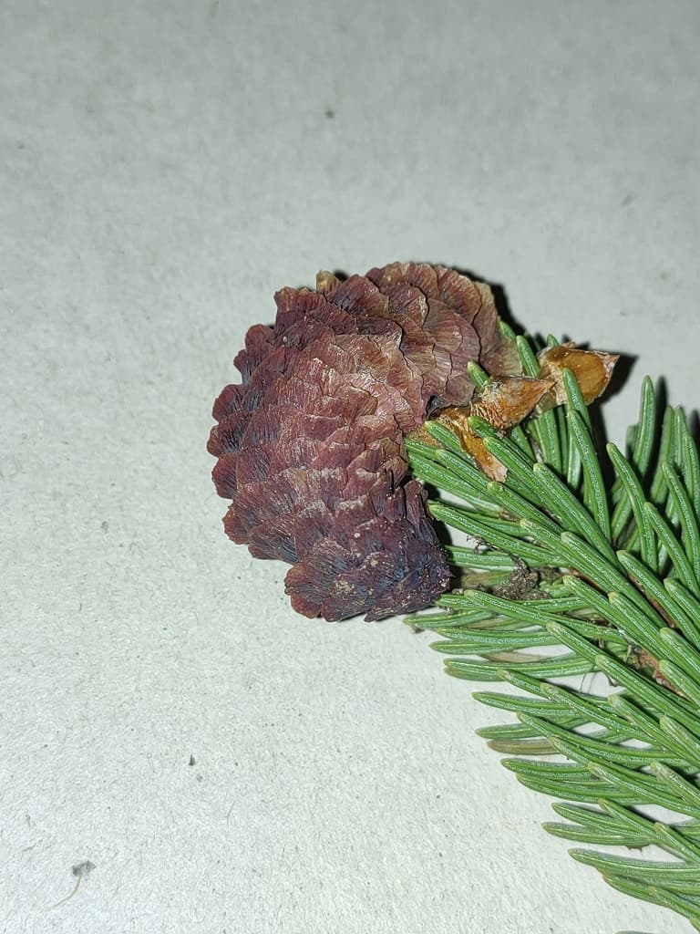 Picea abies - photo