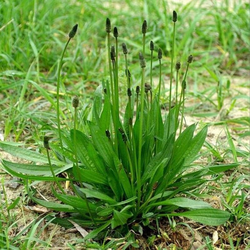 Plantain lancéolé - photo 1