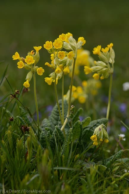 Primevère officinale - photo 1
