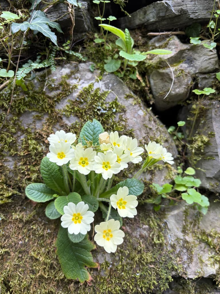 Primevère acaule : touffe fleurie entre des rochers moussus