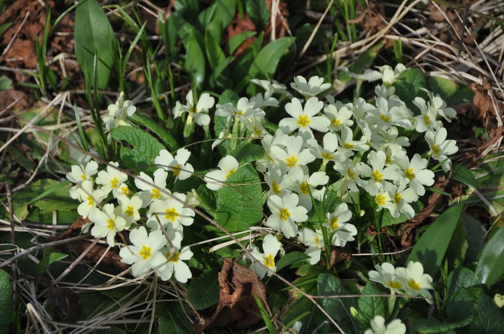 Primevère acaule : colonie en fleurs dans un sous-bois clair au printemps