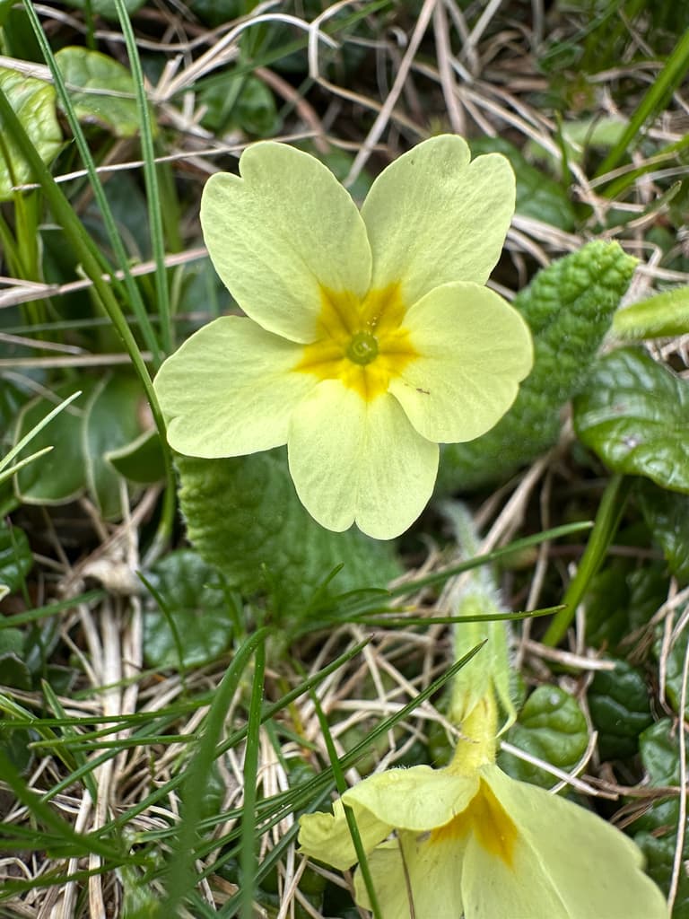 Primevère acaule : fleur jaune soufre aux lobes échancrés et gorge orangée