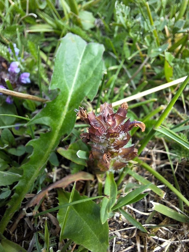 Prunella vulgaris - photo
