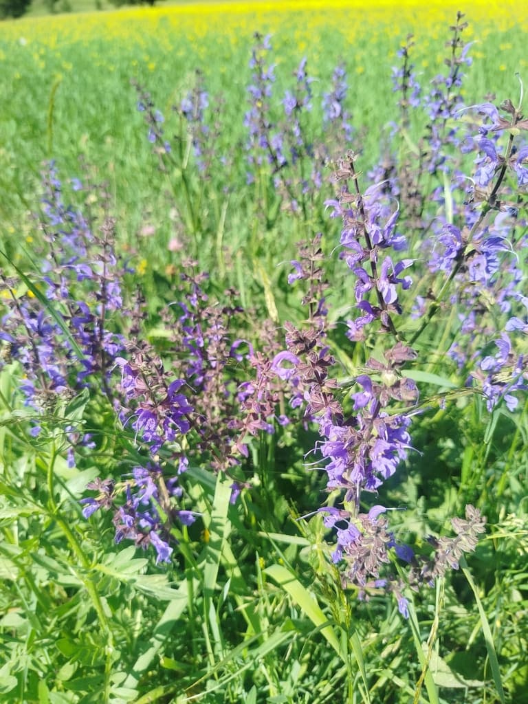 Salvia pratensis - photo