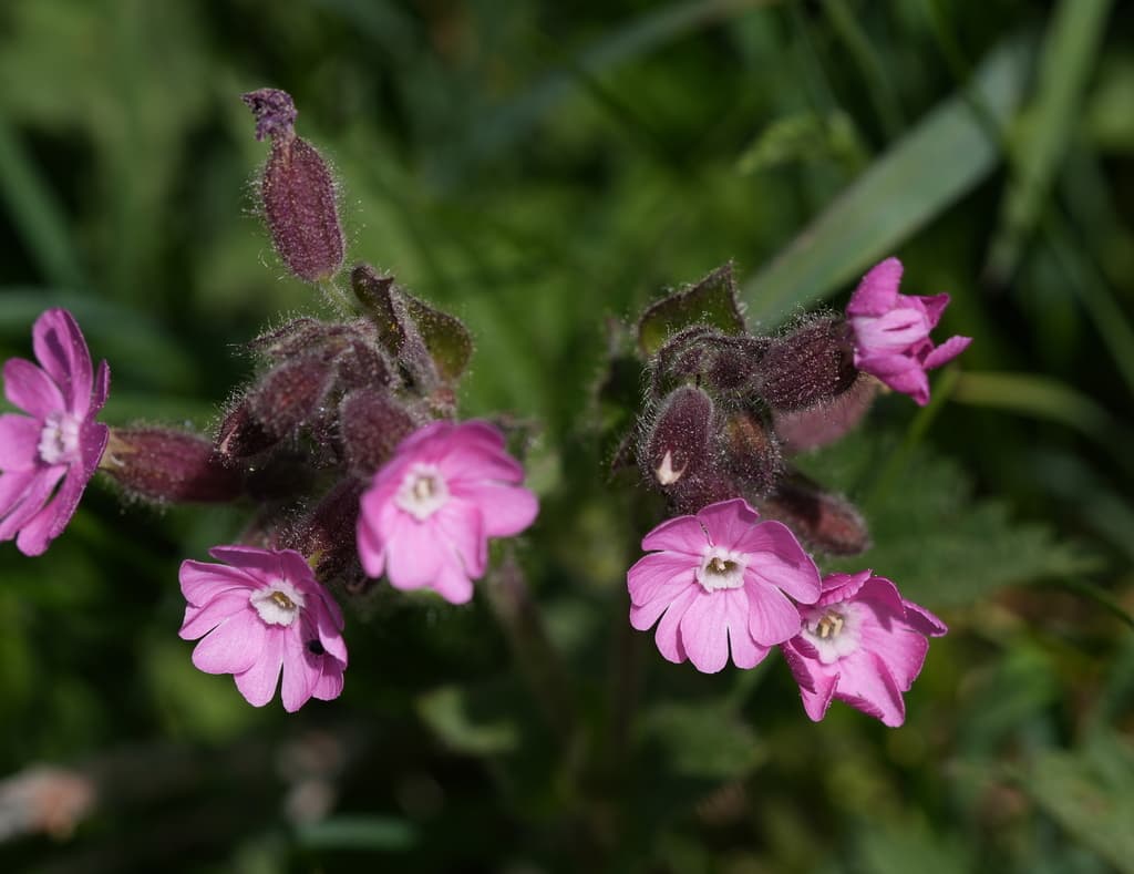 Compagnon rouge : calices velus teintés de pourpre