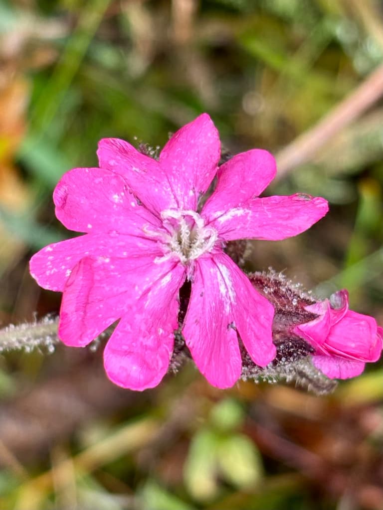Compagnon rouge : fleur vue de face