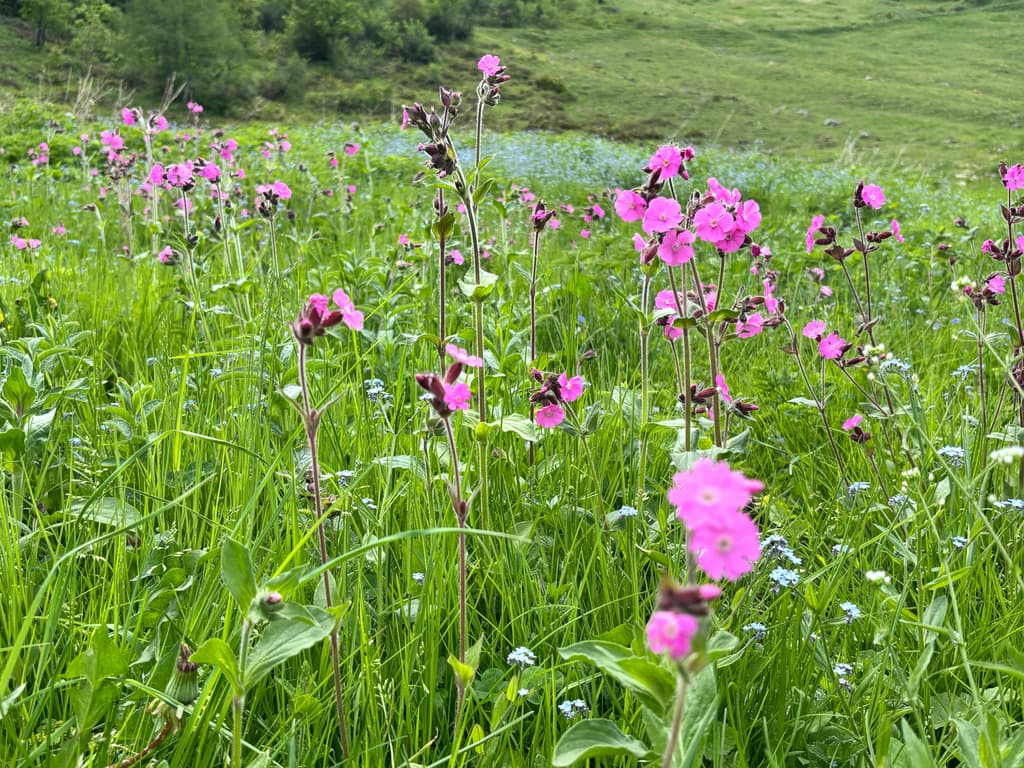 Compagnon rouge : prairie fraîche en fleurs