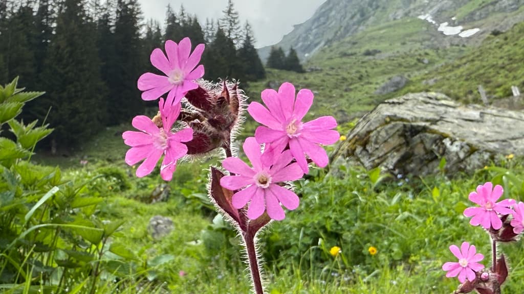 Compagnon rouge : fleurs roses et calices velus en prairie de montagne