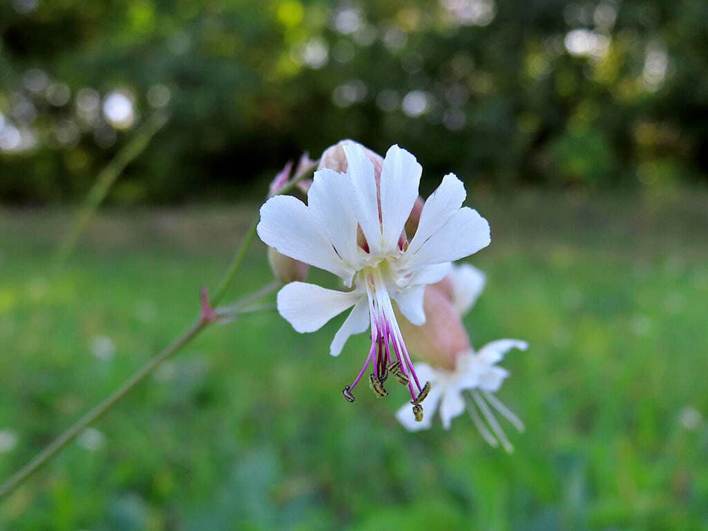 Silène enflé : fleur blanche aux pétales fendus et étamines saillantes