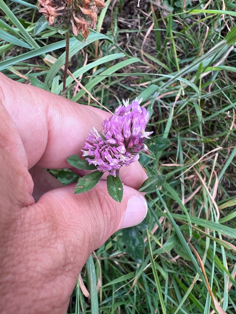 trifolium_pratense - photo