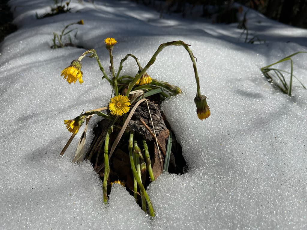 Tussilage : capitules jaunes sortant de la neige