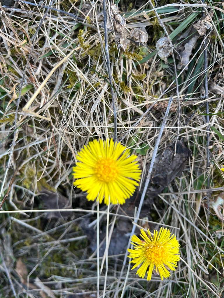 Tussilage : deux capitules jaunes au milieu d'herbes sèches