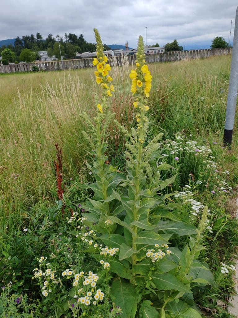 Verbascum densiflorum - photo