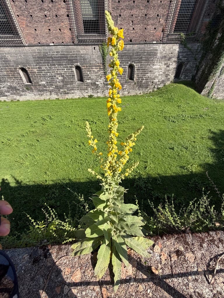 Verbascum phlomoides - photo