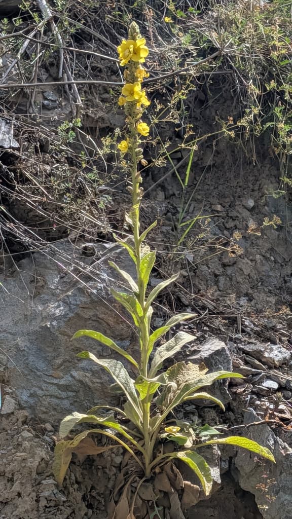Verbascum thapsus - photo