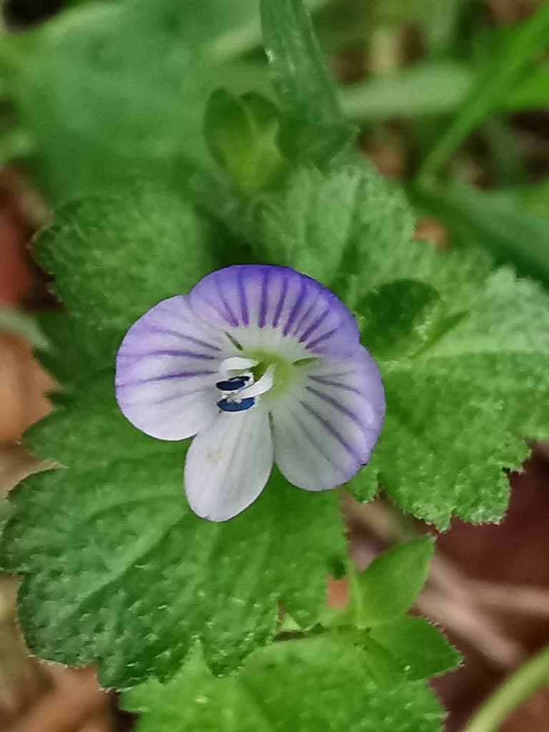 Véronique de Perse : fleur en gros plan, quatre lobes veinés et deux étamines