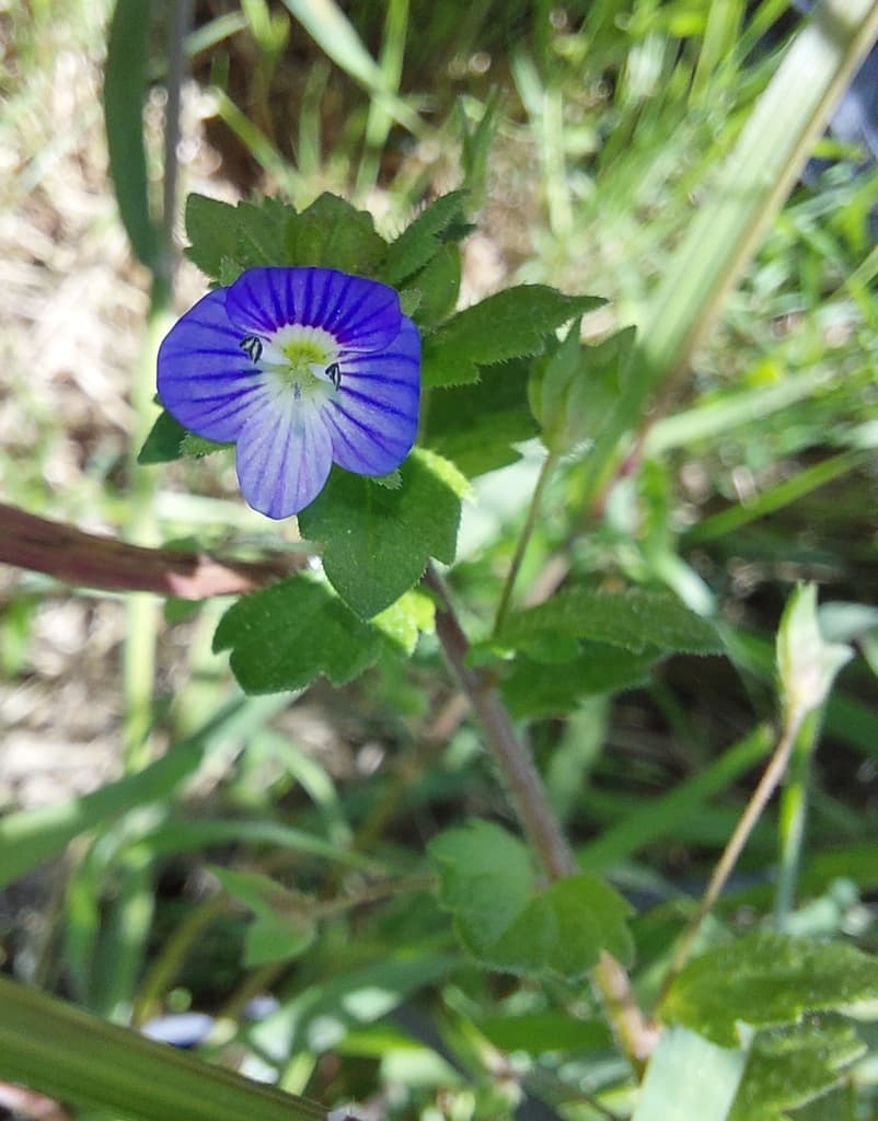 Véronique de Perse : fleur bleu vif veinée au bout d'une tige feuillée