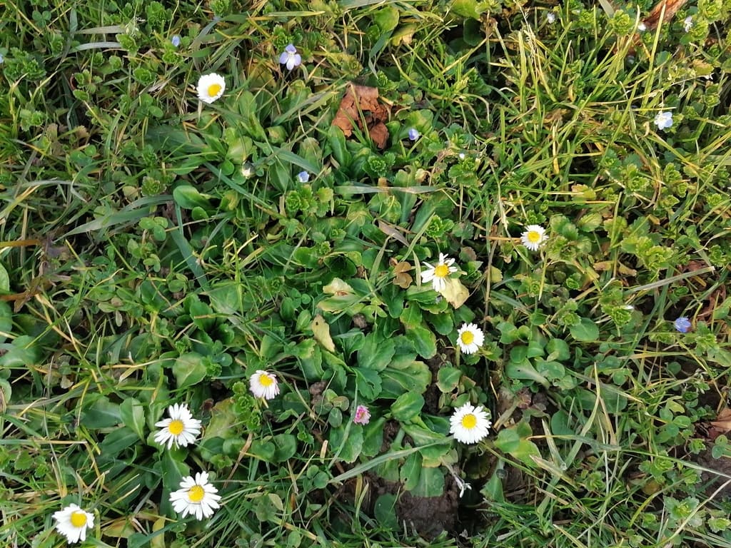 Bellis perennis - détail