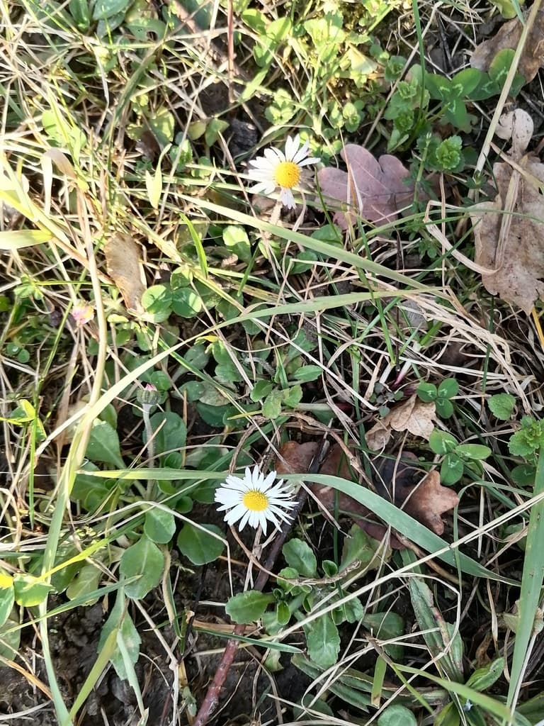 Bellis perennis - détail