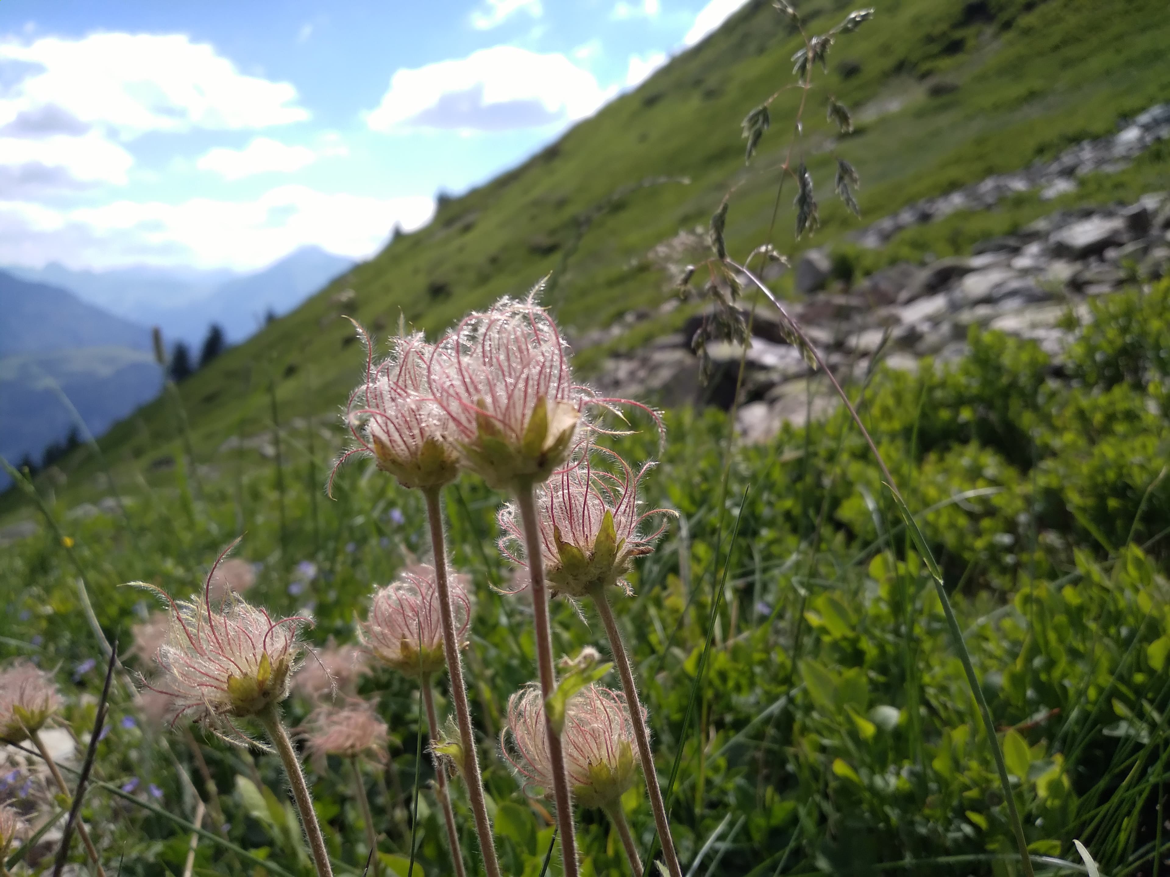 Geum montanum - photo
