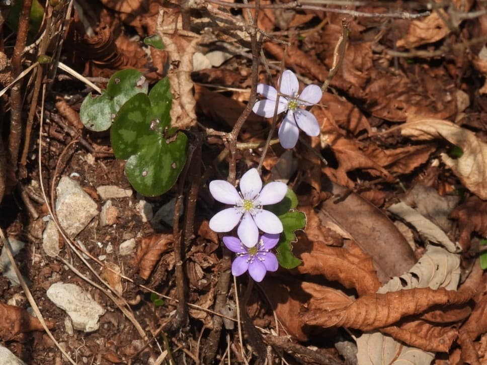 Hepatica nobilis - photo 1